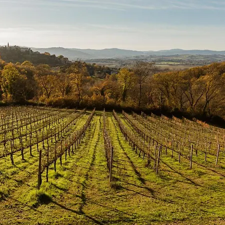 Le Cerque Collazzone