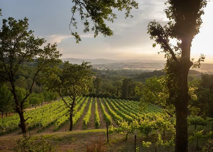 Le Cerque Collazzone