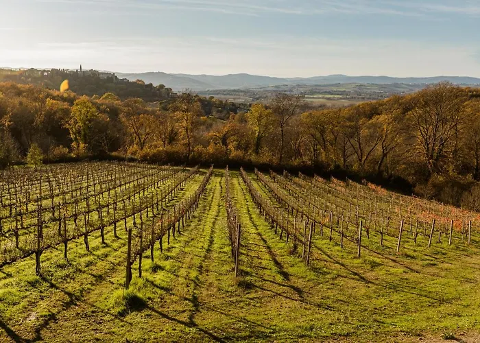 Le Cerque Collazzone